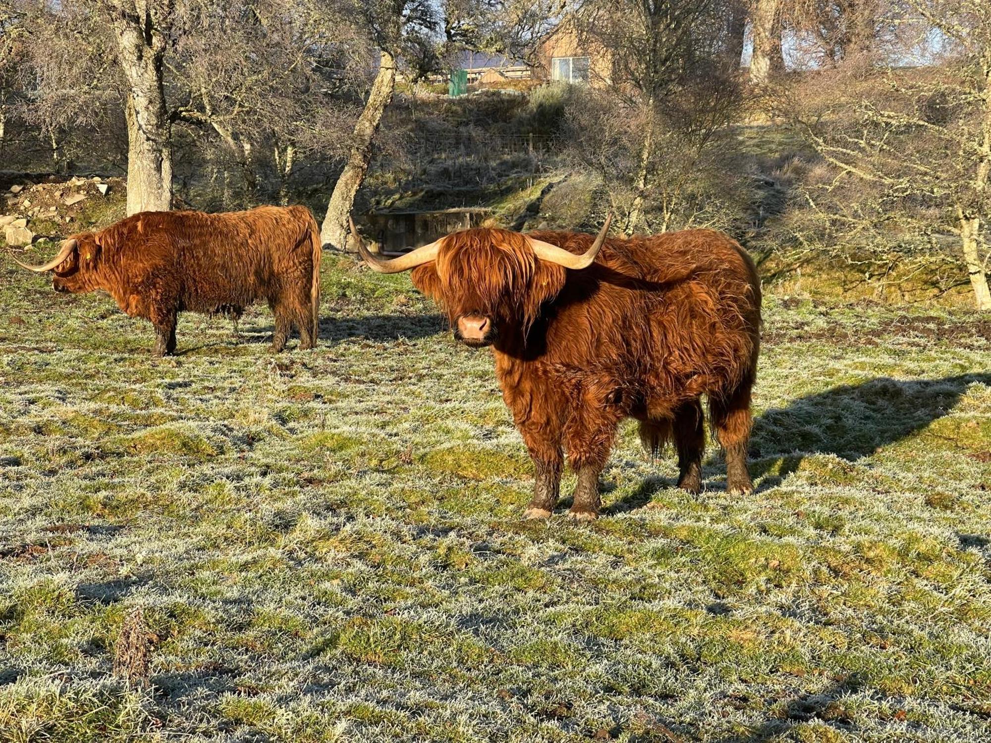 Coppice Cottage Grantown-on-Spey Luaran gambar