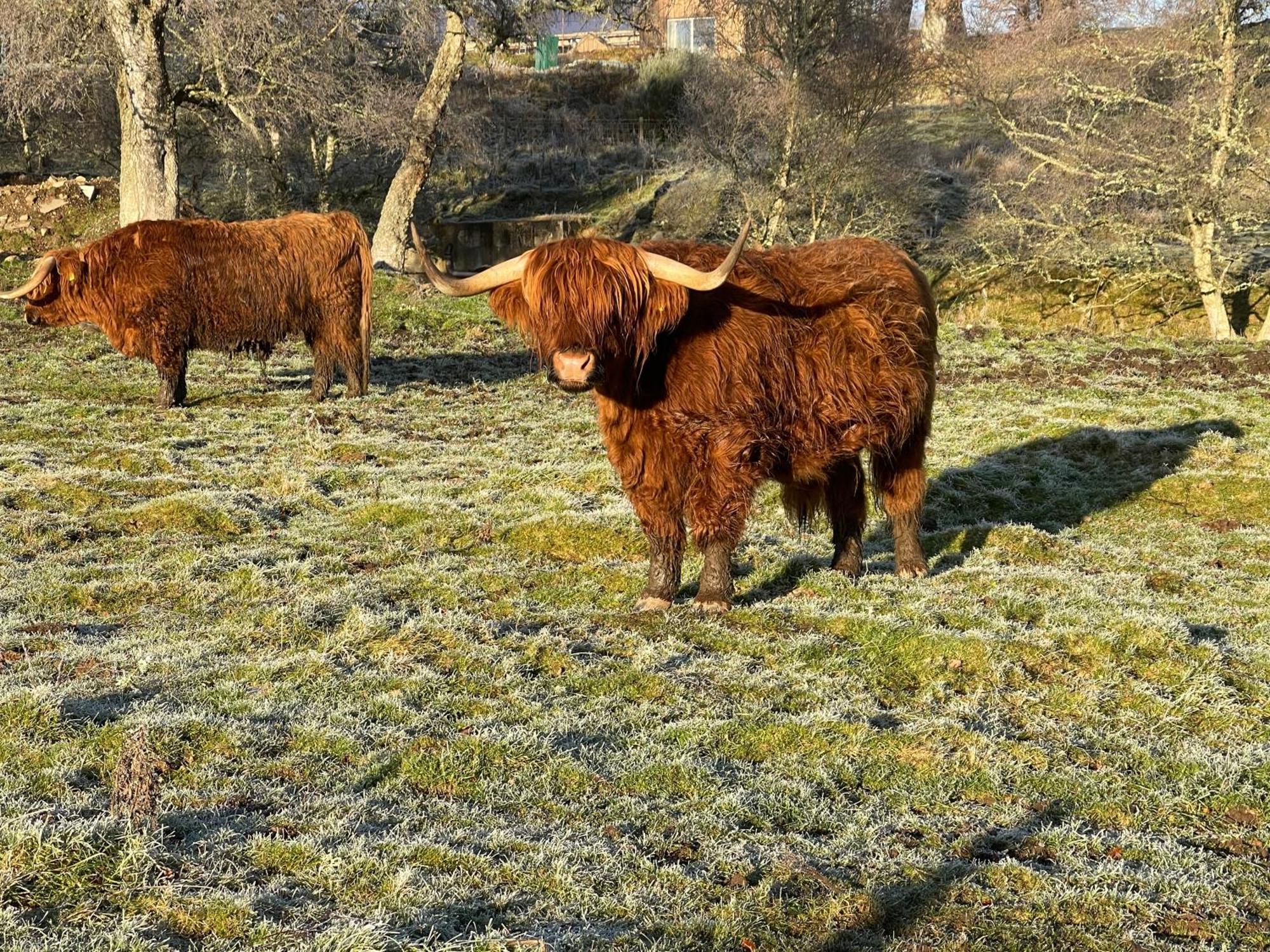 Coppice Cottage Grantown-on-Spey Luaran gambar