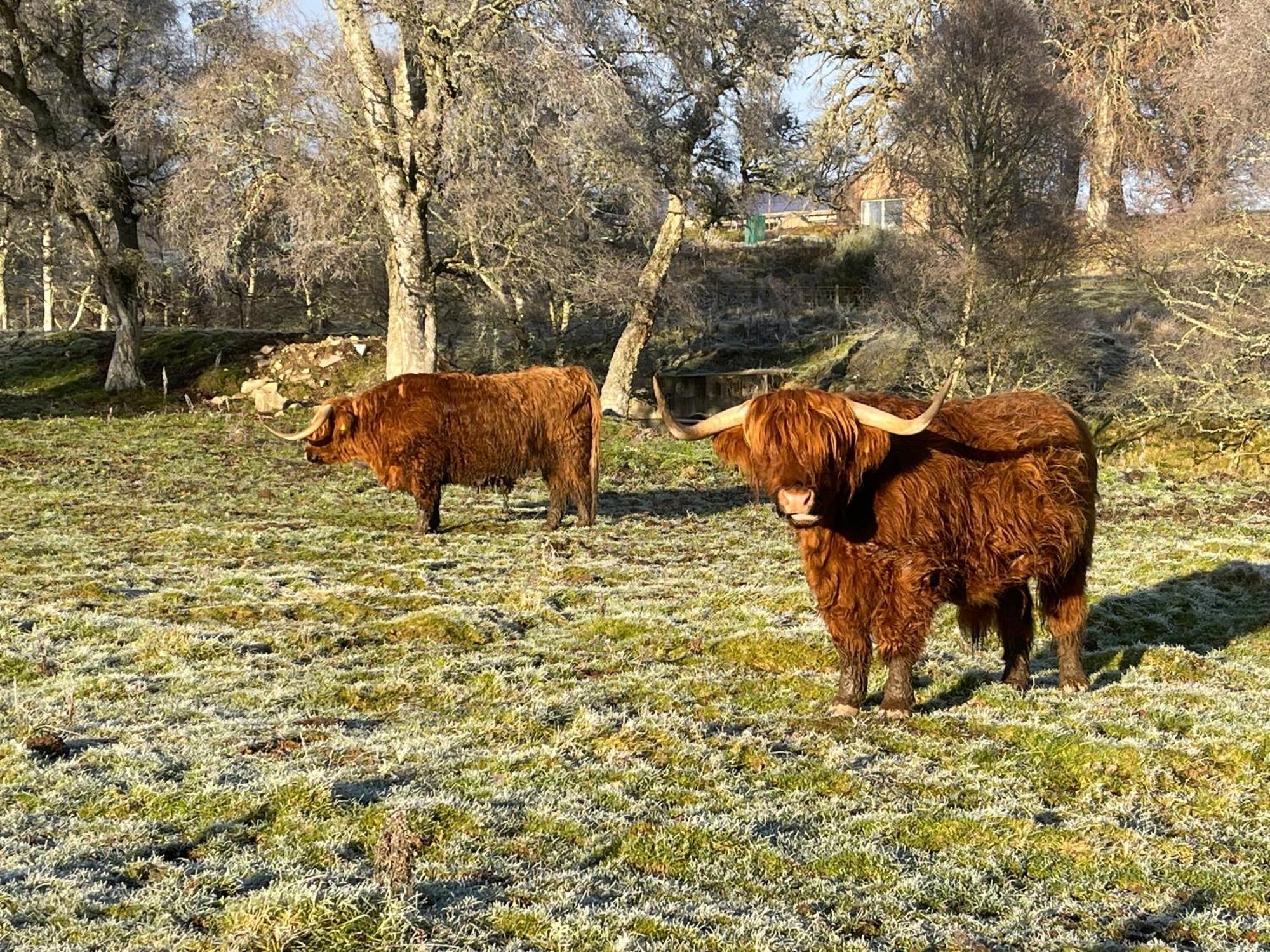 Coppice Cottage Grantown-on-Spey Luaran gambar